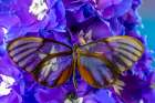 USA-Washington State-Issaquah Butterfly on flowers Art Print